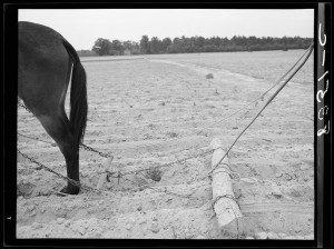 One-mule drag. Wayne County, North Carolina