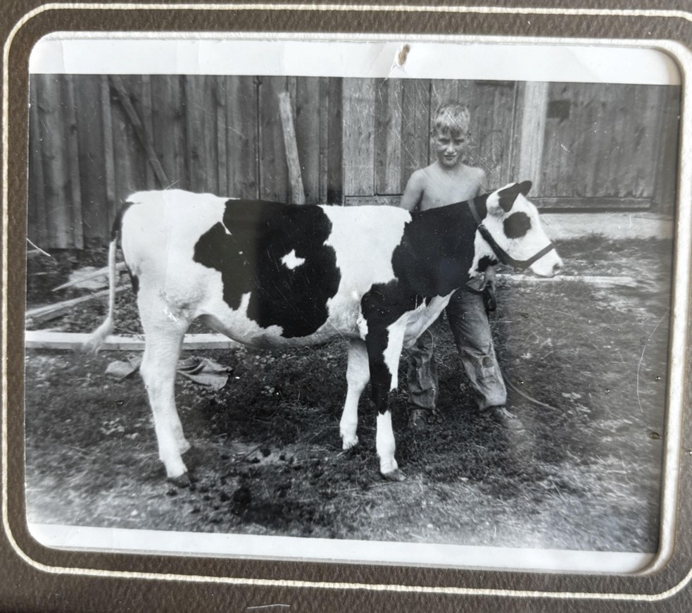 Bob and his first calf